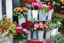 51爆料吃瓜网 花店,花店背后的惊人真相大揭秘！